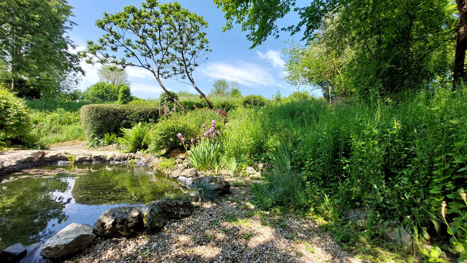 Fish pond at Wellington Farm, Wilmington near Honiton